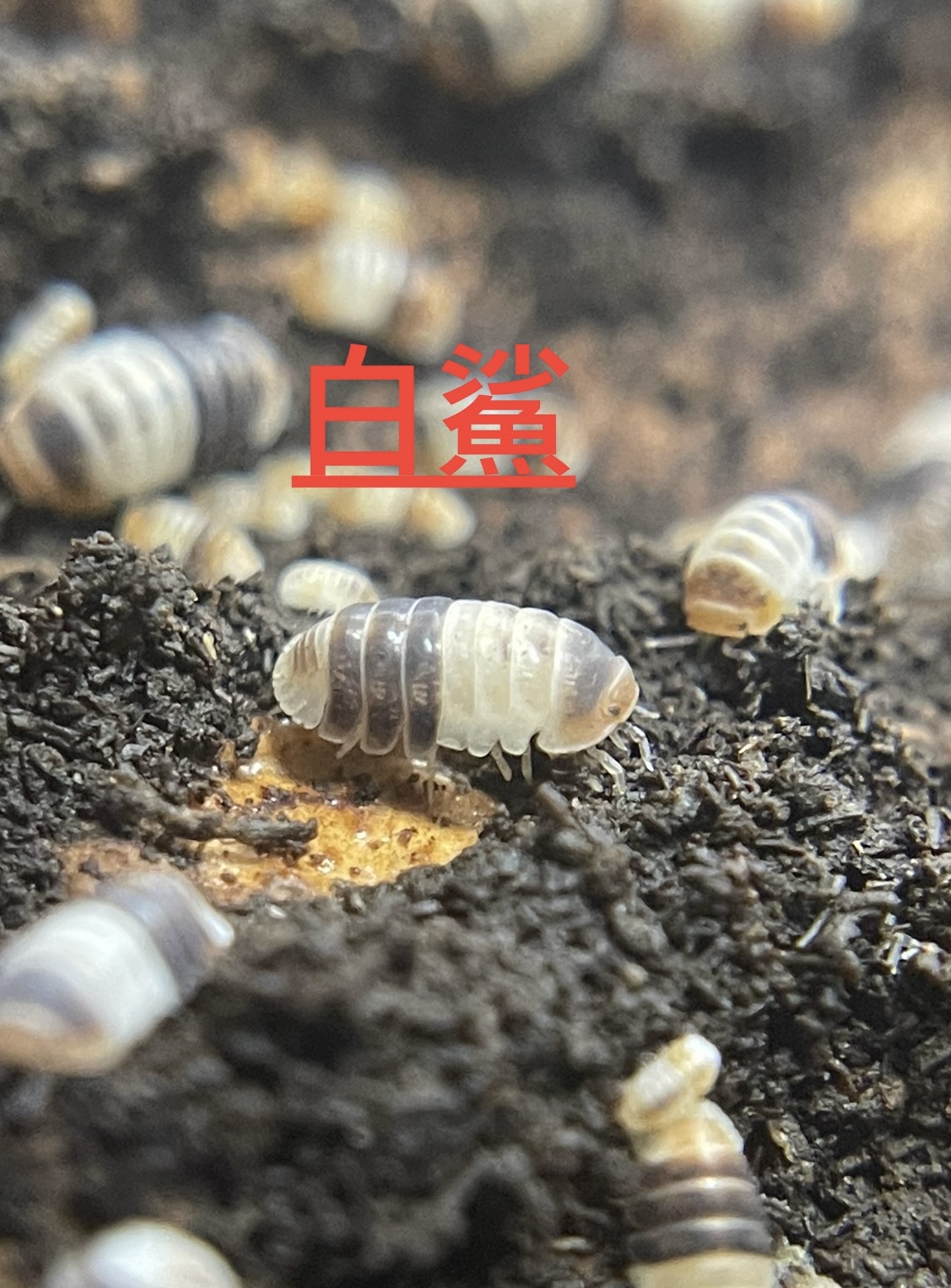 鼠婦